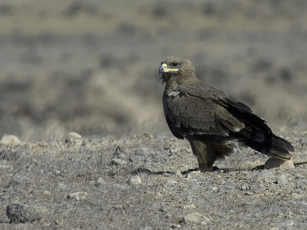 Arokotka, Steppe Eagle, Aquila nipalensis